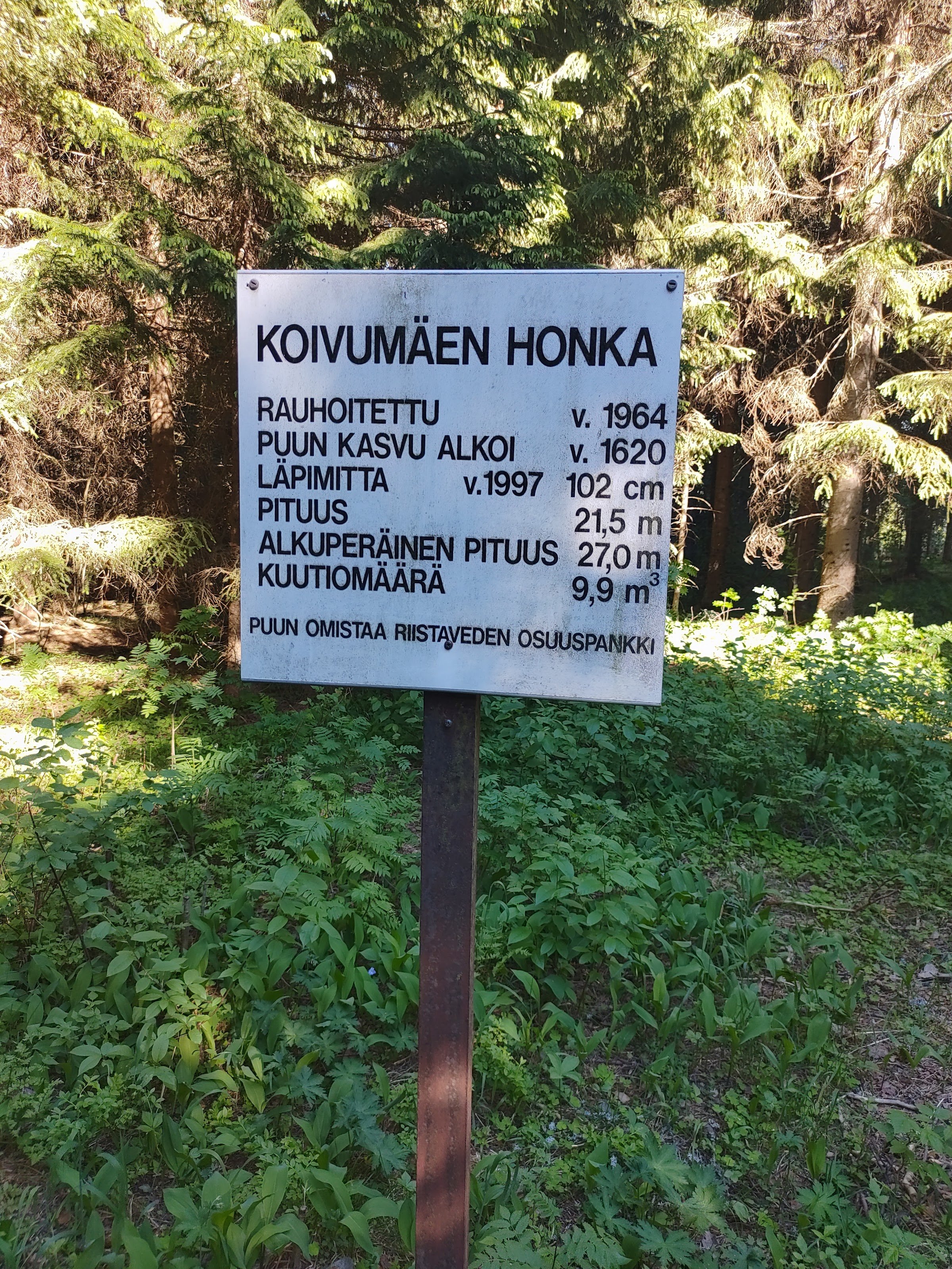 Koivumäki Pine (nearly 400-year-old pine)